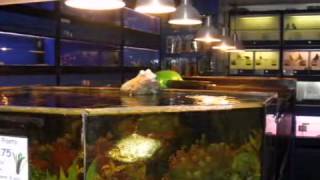 Bulwell Pets And Aquatics [upl. by Inaffyt]