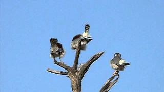 African Pygmy Falcon HalsbandZwergalke [upl. by Daryl]