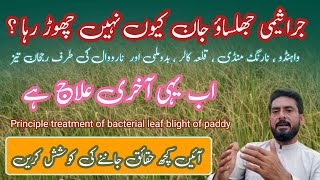 Bacterial Leaf Blight of rice  Principle treatment of bacterial leaf blight of paddy۔ [upl. by Aniv]