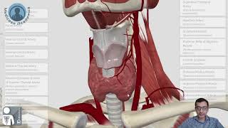 Common Carotid Artery [upl. by Sillsby]