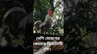 দেশি মোরগের বেদনার রিয়েলিটি শো desi moroger bedonar reality show [upl. by Tema947]