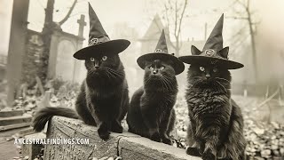 AF981 Were the Salem Witch Trials Hard on Animals A LesserKnown Tale of Fear and Superstition [upl. by Irafat]