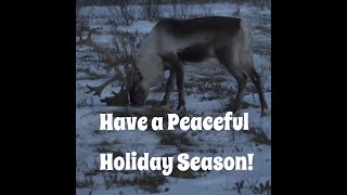 Reindeers in wilderness 🦌 Peaceful sounds of reindeer grazing ✨ Happy Holidays ✨ [upl. by Town]