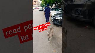 walk with my pitbull without leash pitbull dangerdog shortvideos [upl. by Rodolph]