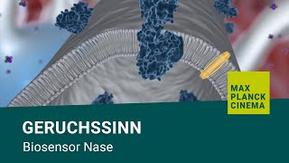 Geruchssinn  Biosensor Nase [upl. by Naivaj426]