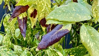 Remove Black Spotted Leaves For Aucuba Japonica quotGold Dust Plantquot amp Babies Update 4K  May 7 2024 [upl. by Teirrah529]