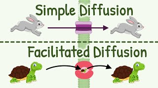 Diffusion Simple Diffusion vs Facilitated Diffusion amp Factors Affecting Rate of Diffusion [upl. by Laerdna463]