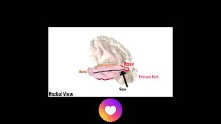 Temporal Bone Anatomy  Cranial Osteology 10 doctor neetpg mbbs neetug osteology anatomy [upl. by Wymore]