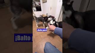 Bombón ha vuelto en su línea 😂 y Max como siempre intentando poner orden 🐶😂huskylife [upl. by Ydrah]