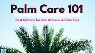 Palm Care 101 [upl. by Emmott]