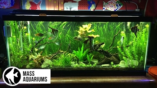 How to set up a FRESHWATER AQUARIUM Beginners guide to your 1st Fish Tank [upl. by Ecyle397]