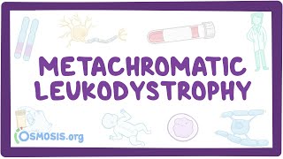 Metachromatic leukodystrophy  causes symptoms diagnosis treatment pathology [upl. by Adler839]