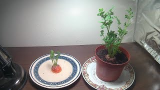 How To Grow Carrot Tops With Time lapse [upl. by Atter76]