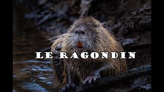 Le ragondin [upl. by Assin]