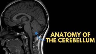 Anatomy of the cerebellum on MRI [upl. by Hoj]