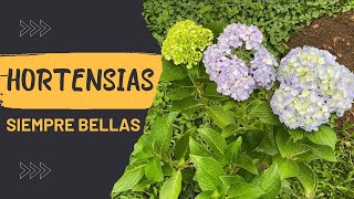 APRENDE A MANTENER HORTENSI SIEMPRE BELLAS  LOS CUIDADOS BASICOS PARA HORTENSIA SIEMPRE BELLAS [upl. by Ahseiuqal185]