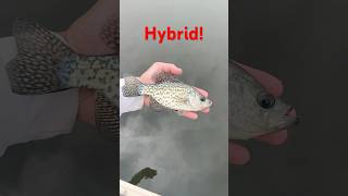 Hybrid Crappie 6 Spines Forward Mouth are White Crappie features Patterning is black crappie [upl. by Outhe470]