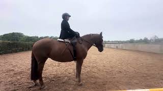 Michele Vassallo Area 12 riding Aylish Adult Novice Equitation October 2024 [upl. by Desirae]