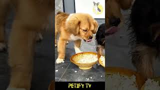 Puppies Try Different Foods Hilarious Reactions😂🐕 dog puppy shorts review dogvideo cute Food [upl. by Longmire927]