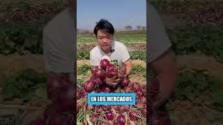 Estos agricultores chinos inteligentes están ganando millones cultivando col junto con cebollas [upl. by Angadresma]