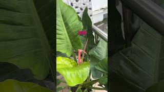 PHILODENDRON plants love philodendron indoorplant shortsvideo aasamethuli [upl. by Mendy]