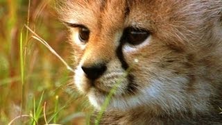 Little Big Cats Hides From Danger  BBC Earth [upl. by Darelle637]