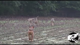 Three Coyotes Charge Our Dog  Coyote Hunting With Decoy Dogs [upl. by Ahcsatan672]