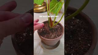 큰 잎 식물을 좋아하시나요파스타짜넘 필로덴드론 philodendron pastazanum [upl. by Acinorev135]