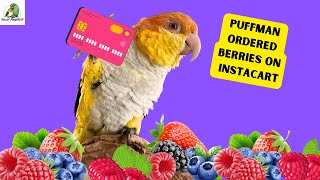 Puffman Stole Mom’s Credit Card  Hopping Caique [upl. by Aidan557]