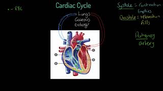 AQA GCSE PE Cardiac Cycle [upl. by Akcinahs643]