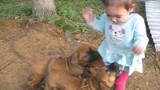 TOSA INU PUPPIES ATTACK ON BABY GIRL LEG [upl. by Sahc]