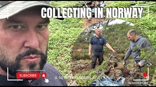 Collecting in Norway Bonsai Dream [upl. by Iah324]