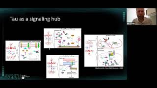 Pathogenic Tau Activates Signaling Pathways to Disrupt Fast Axonal Transport [upl. by Neerehs157]