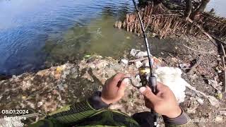 Tinys Mancing Adventures E15  PANGKERA DAY 1  BANGUS [upl. by Bilek]