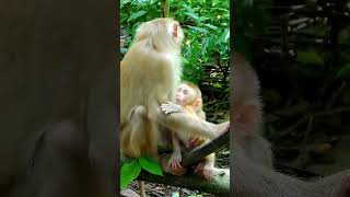 Best Action Of Lovely Lexi Very Enjoying To Play full Day babymonky babyanimal animals [upl. by Enerod]