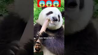 Cute Panda panic 😂 cutepanda cute animals zoo babypanda wildife funnypanda [upl. by Ahsrats]