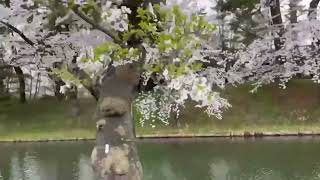 弘前公園桜祭り🌸散歩編Hirosaki Park Cherry Blossom Festival🌸 Walking Tour [upl. by Akemor]