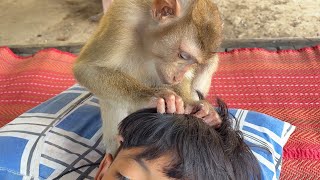 Zueii Monkey Help Grooming Beloved Broter Handsome Well [upl. by Ettennek]