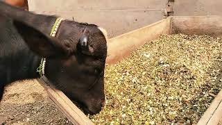 watch pure neeli Ravi buffalo for sale in Punjab Pakistan 4112024 on YouTube [upl. by Sarajane]