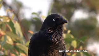 Australian Raven videoed at Bibra Lake Western Australia [upl. by Jorgan]