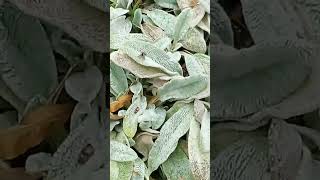 ornamental cabbage and lambs ear in the garden 5 minutes in the garden ASMR nature shorts garfen [upl. by Cahra60]