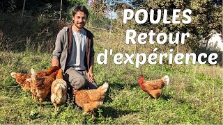 Débuter avec les poules  les bases pour les rendre heureuses [upl. by Cinelli433]