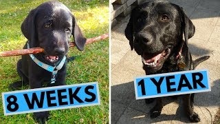 Black Labrador Puppy 8 Weeks to 1 Year  From Puppy to Dog [upl. by Sparrow]