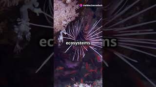 Echinodermata The Spiny Wonders of the Ocean [upl. by Leontina952]