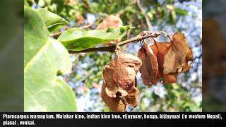 Pterocarpus marsupium Malabar kino Indian kino tree vijayasar benga bijiayasal [upl. by Nohs]