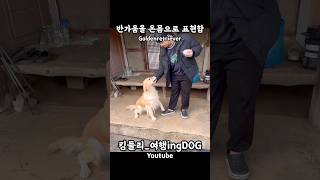 반가움을 온몸으로 표현하는 골댕이 골든리트리버 goldenretriever 시골생활 rusticity shorts [upl. by Meit872]