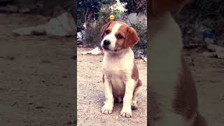 funnycute dogs 🐕 💕 aapko kaisa laga dog [upl. by Drobman]