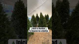 Inició la Navidad ya llegaron los arbolitos [upl. by Alywt]