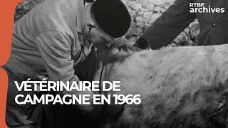 Métier vintage  Vétérinaire de campagne en 1966  RTBF Archives [upl. by Oznola333]