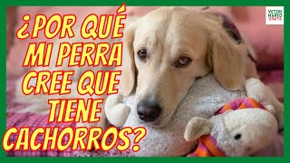 EMBARAZO PSICOLÓGICO EN PERROS 💖 ¿POR QUÉ MI PERRA CREE QUE TIENE CACHORROS [upl. by Yarvis]